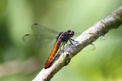 Libellula herculea