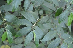 Piper pseudoasperifolium