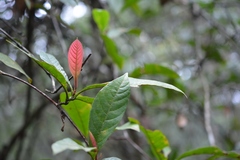 Tetracera