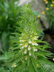 Pedicularis foliosa