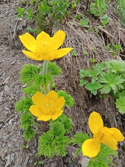 Pulsatilla aurea