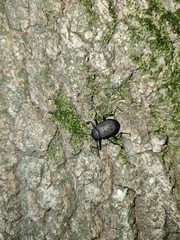 Plesiophthalmus davidis