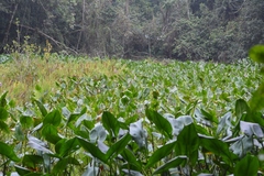 Pontederia sagittata
