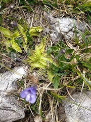 Pinguicula