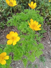Pulsatilla aurea