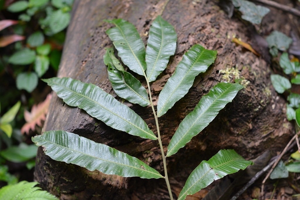 Goniopteris liebmannii