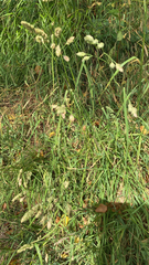 Bouteloua dactyloides