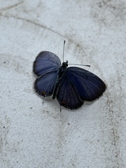 Plebejus samuelis