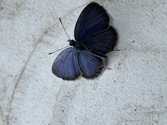 Plebejus samuelis