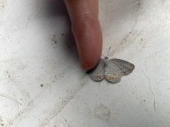 Plebejus samuelis