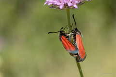 Zygaena rubicundus