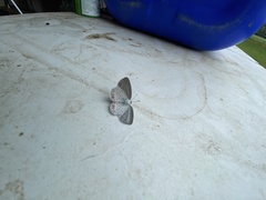 Plebejus samuelis