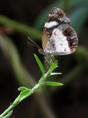 Janatella leucodesma