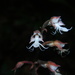 Anoectochilus elatus - Photo (c) Paulmathi Vinod, μερικά δικαιώματα διατηρούνται (CC BY), uploaded by Paulmathi Vinod