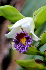 Sobralia luerorum