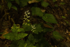 Tiarella nautila