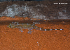 Hemidactylus prashadi