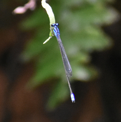 Archibasis oscillans