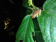 Rhacophorus margaritifer