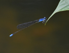 Archibasis oscillans