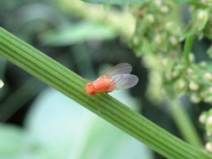 Sapromyzosoma quadripunctata
