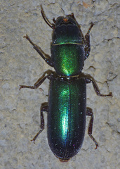 Temnoscheila acuta