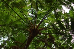 Sphaeropteris horrida