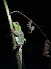 Gonocephalus kuhlii