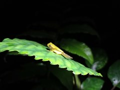 Rhacophorus margaritifer