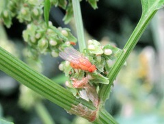 Sapromyzosoma quadripunctata