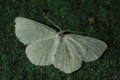 Scopula caricaria