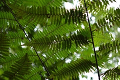 Sphaeropteris horrida