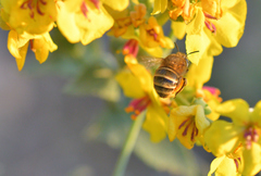 Amegilla garrula