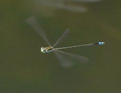 Pseudagrion indicum
