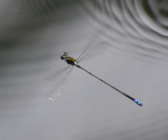 Pseudagrion indicum