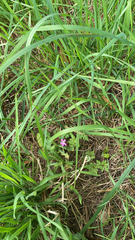 Dianthus armeria