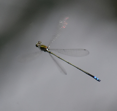 Pseudagrion indicum