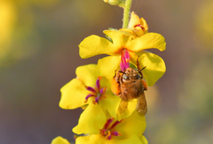 Amegilla garrula