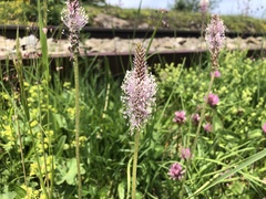 Plantago alpina