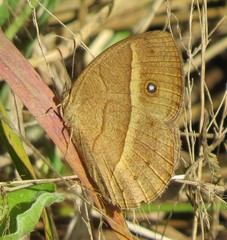 Brakefieldia perspicua