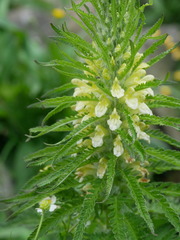 Pedicularis foliosa