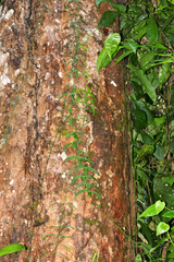 Adenia cordifolia