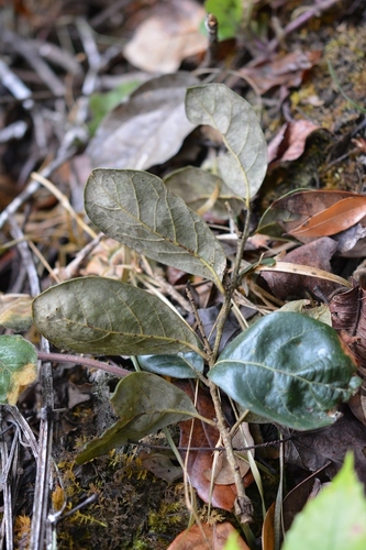 Quercus oleoides (Quercus oleoides)