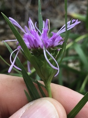 Liatris compacta