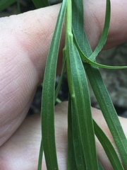 Liatris compacta