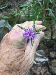 Liatris compacta