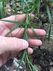 Liatris compacta
