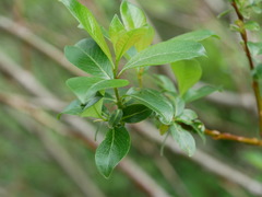 Salix bicolor