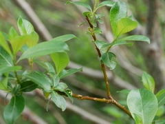 Salix bicolor