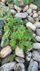 Oxalis